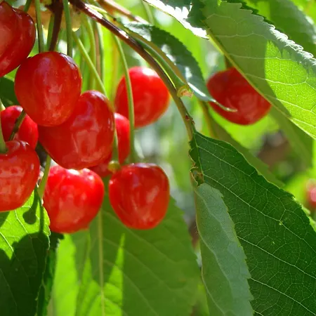 شقة Apartmens Luburic Međugorje